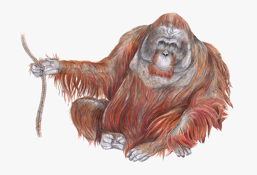 Orangutan Drawing, HD Png Download, Free Download