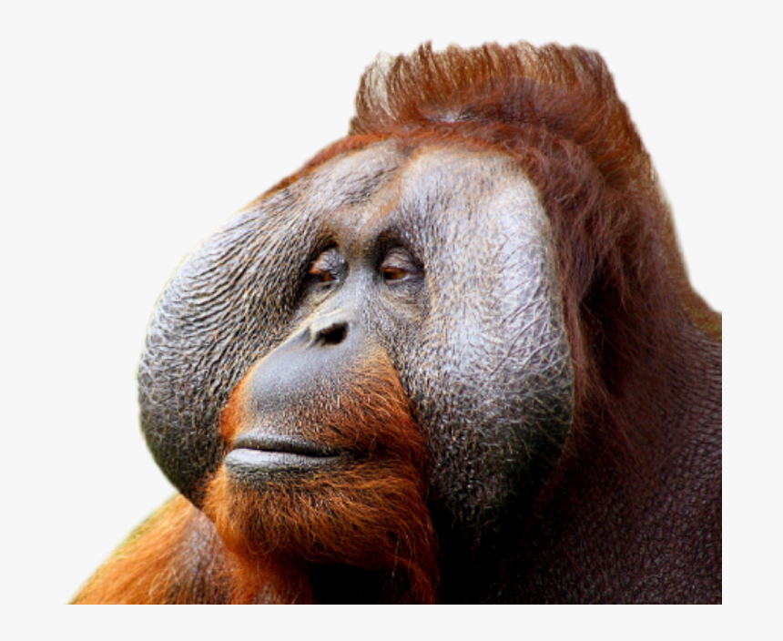 Spirit Animal Monkey, HD Png Download, Free Download