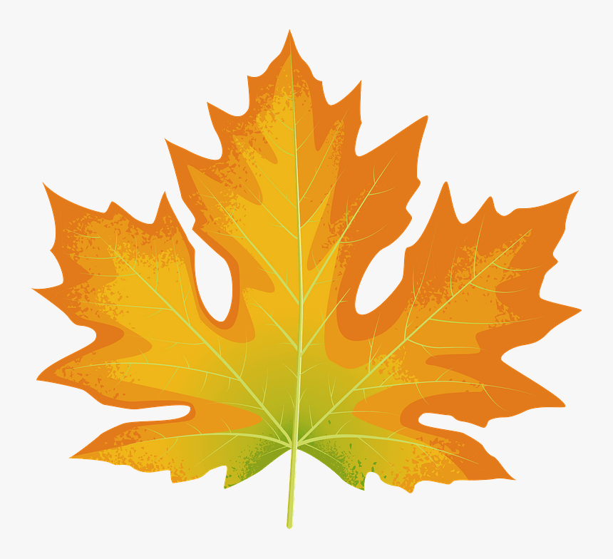 Big Leaf Maple Autumn Leaf Clipart - Clip Art, HD Png Download, Free Download