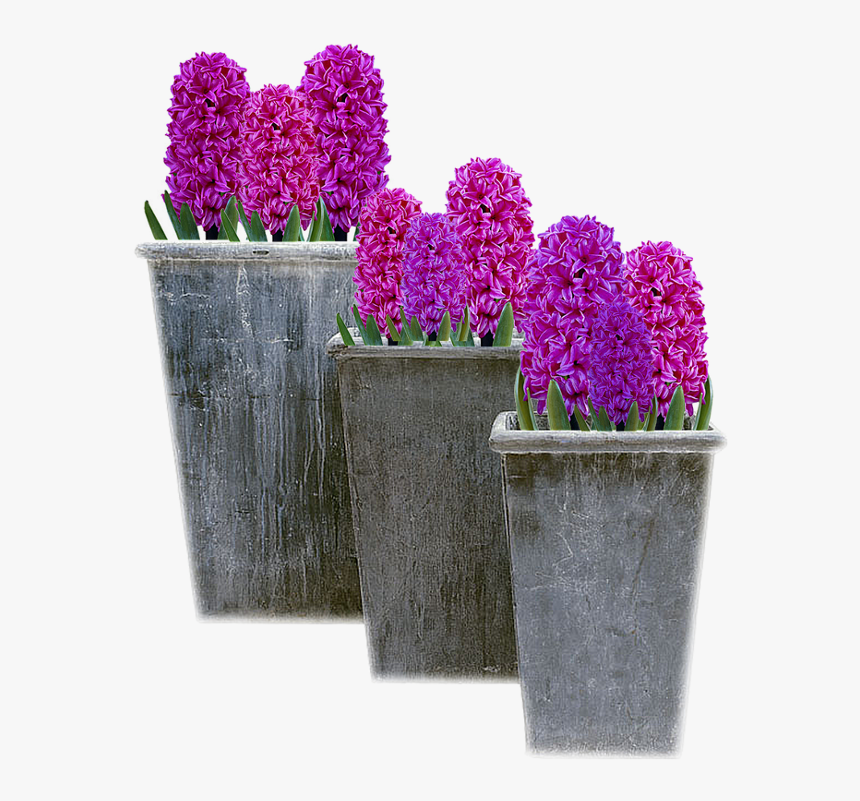 Hyacinth, HD Png Download, Free Download