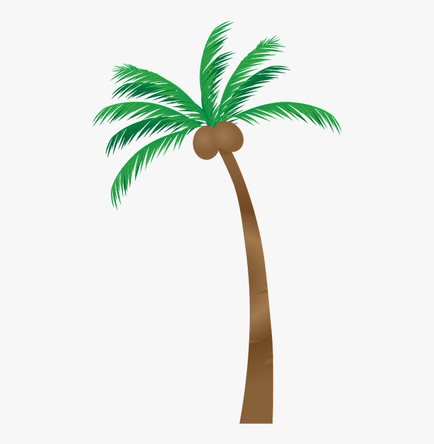 Palm Tree Clipart - Palm Trees, HD Png Download, Free Download
