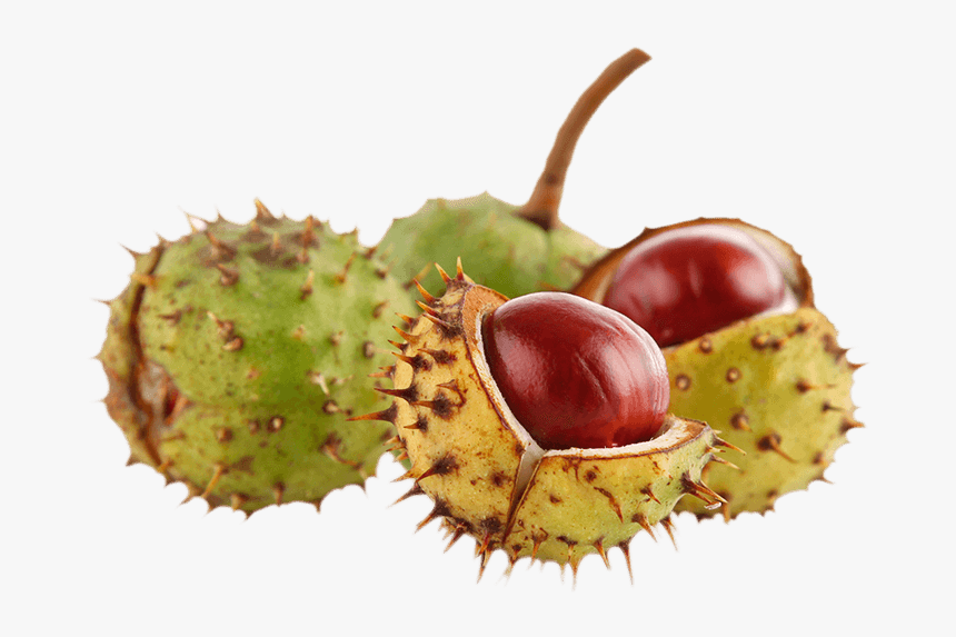 Horse Chestnut - Fruit, HD Png Download, Free Download