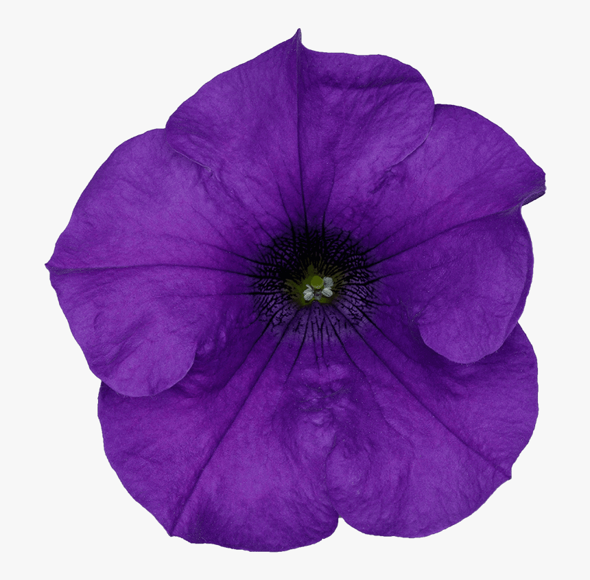 Petunia, HD Png Download, Free Download