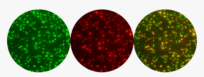 Fluorospot Clipart , Png Download - Fluorospot, Transparent Png, Free Download