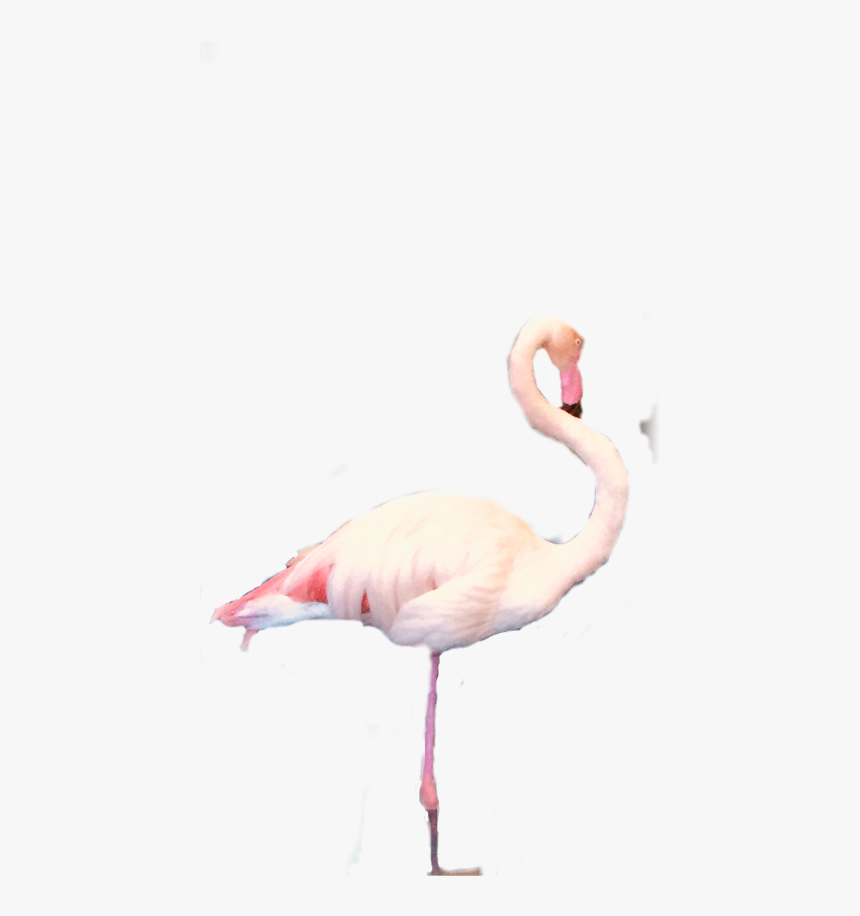 💗ℱ𝓁𝒶𝓂𝒾𝓃ℊℴ💗 - Greater Flamingo, HD Png Download, Free Download