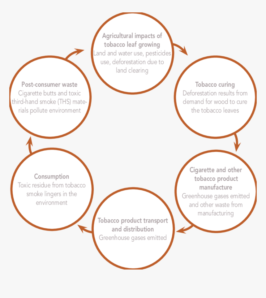 Tobacco Life Cycle, HD Png Download, Free Download