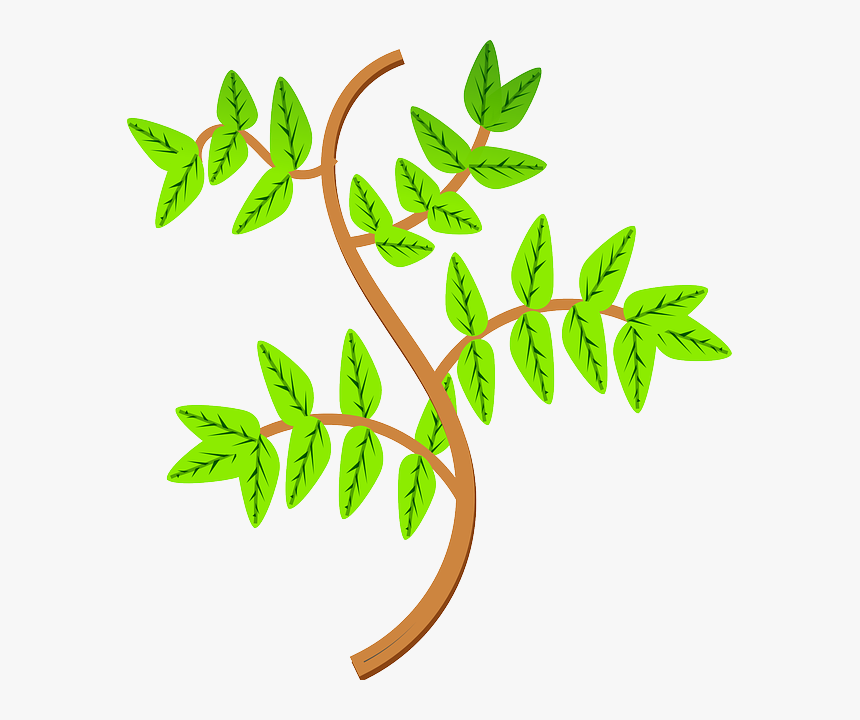 Una Planta Clipart, HD Png Download, Free Download