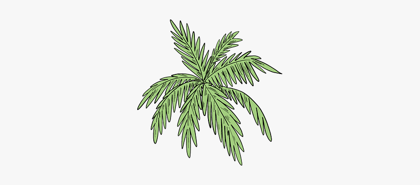 Palm Leaves Clipart - Evergreen, HD Png Download, Free Download
