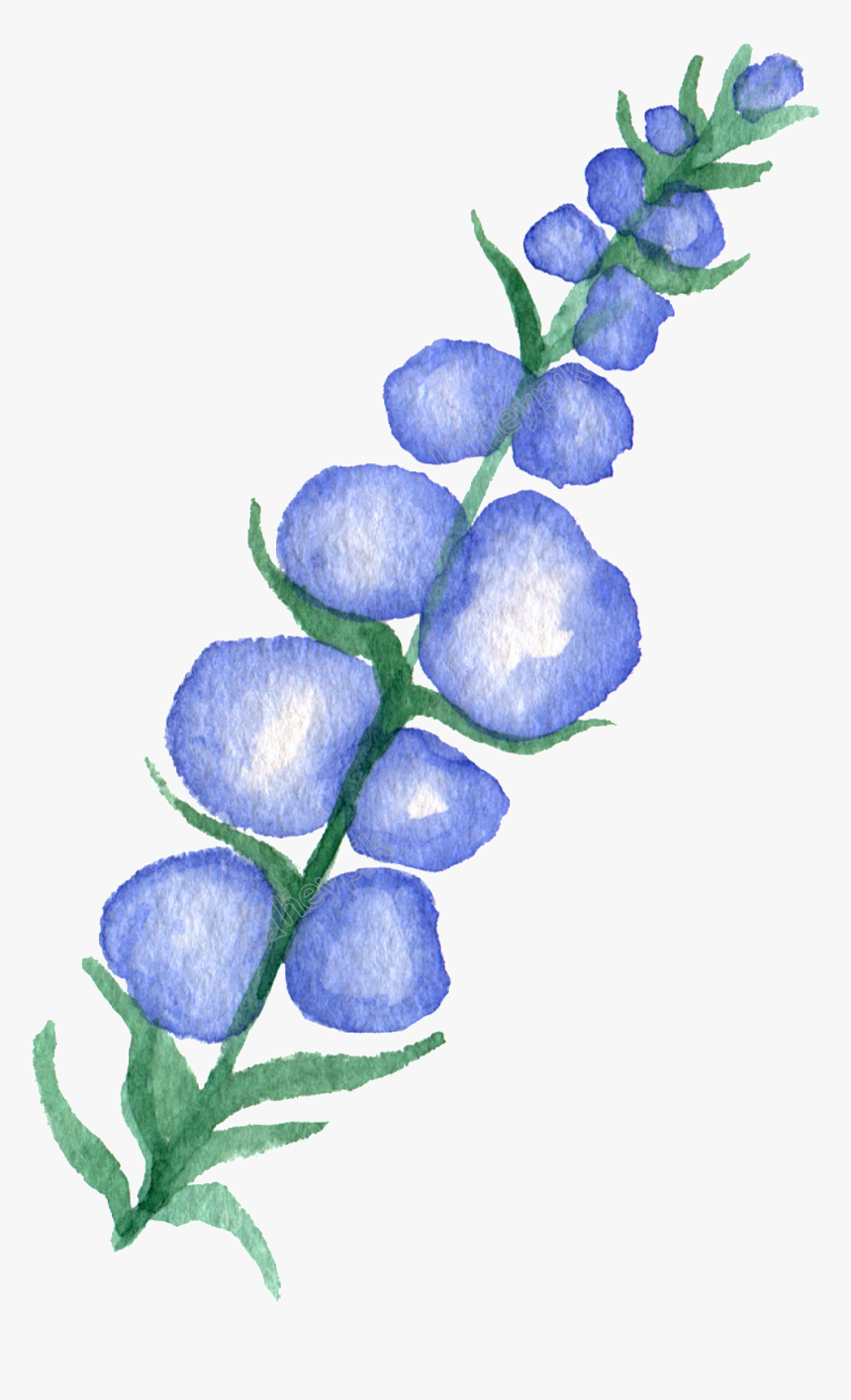 Bluebonnet Vector Transparent - Bluebonnet, HD Png Download, Free Download