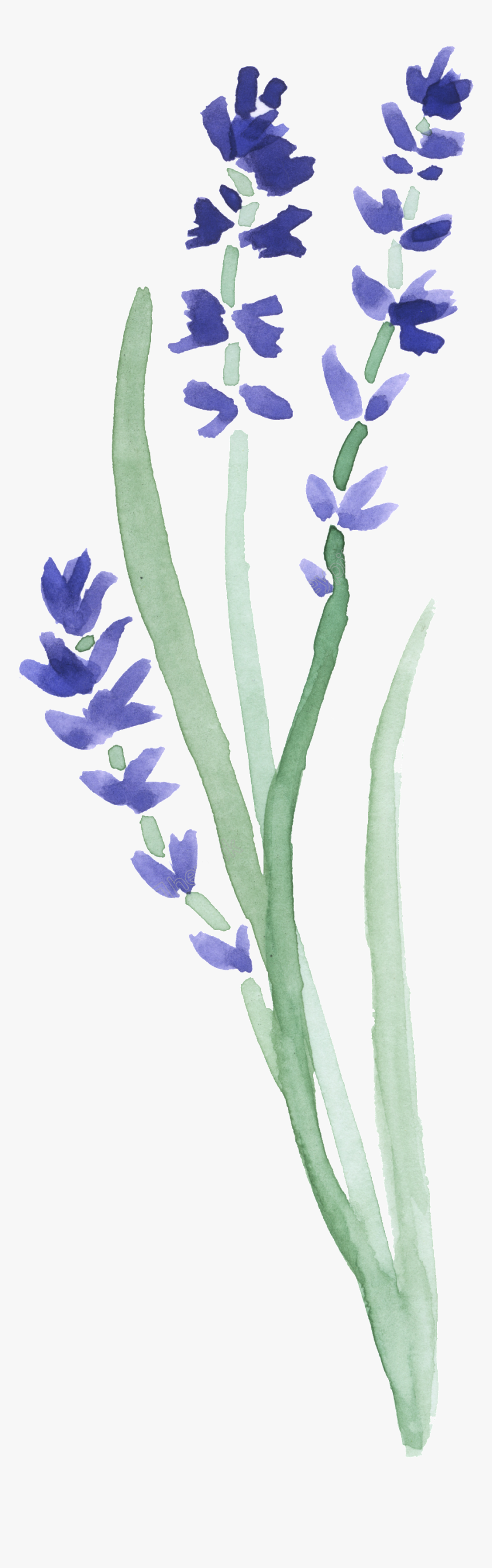 Bluebonnet Vector Watercolor - Watercolor Painting, HD Png Download, Free Download