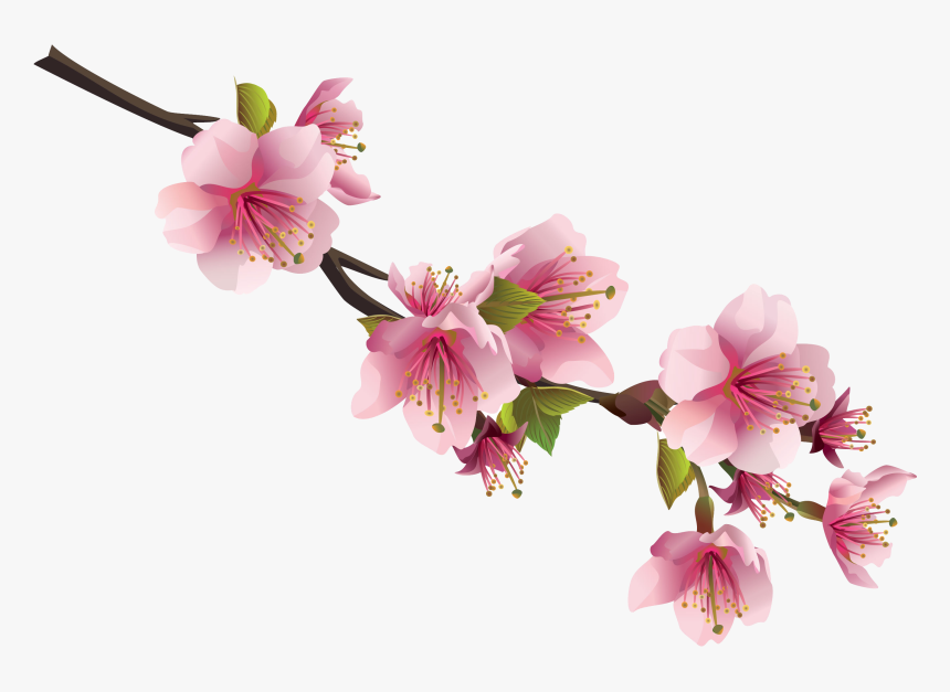 Sakura Png - Japanese Cherry Blossom Png, Transparent Png, Free Download