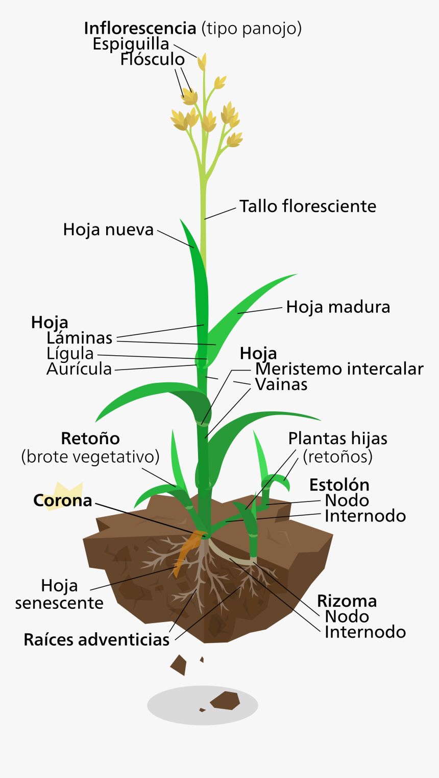 Labelled Diagram Of Elephant Grass, Png Download - Grass Plant Diagram, Transparent Png, Free Download