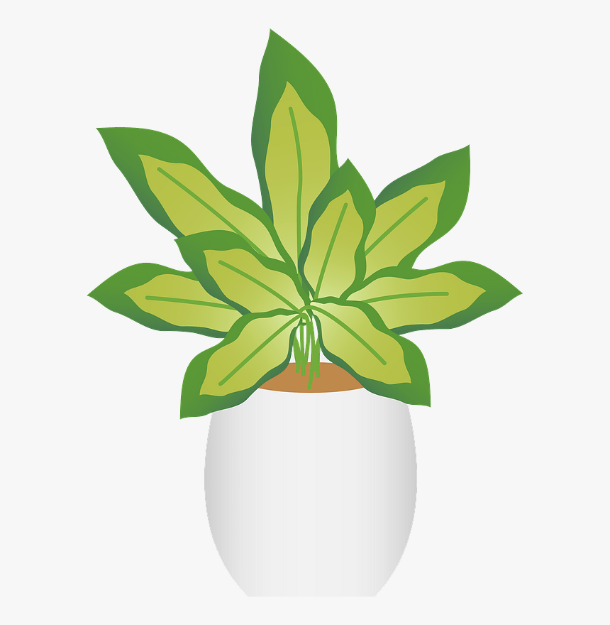 Dieffenbachia Dumb Cane Clipart - Illustration, HD Png Download, Free Download