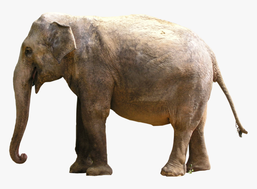 Gray Elephant Standing Png Image - Asian Elephant Png, Transparent Png, Free Download