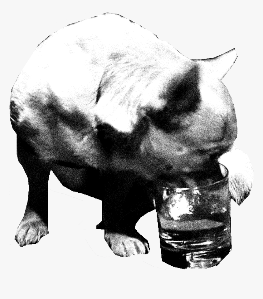 Monkey Dog Drinking - Domestic Pig, HD Png Download, Free Download