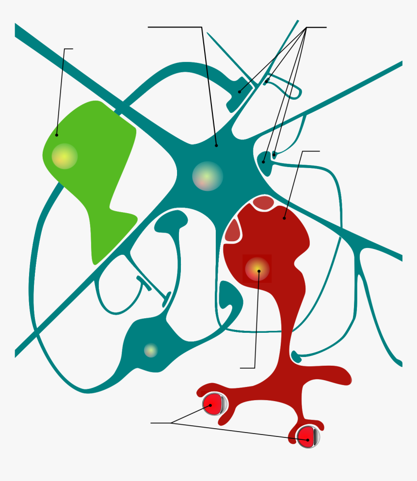 Neuron And Glia Cell Png, Transparent Png, Free Download