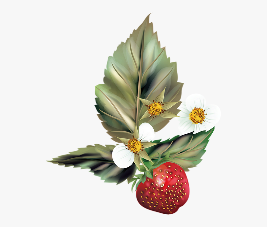 Fraise, Dessin Png, Tube - Zinnia, Transparent Png, Free Download
