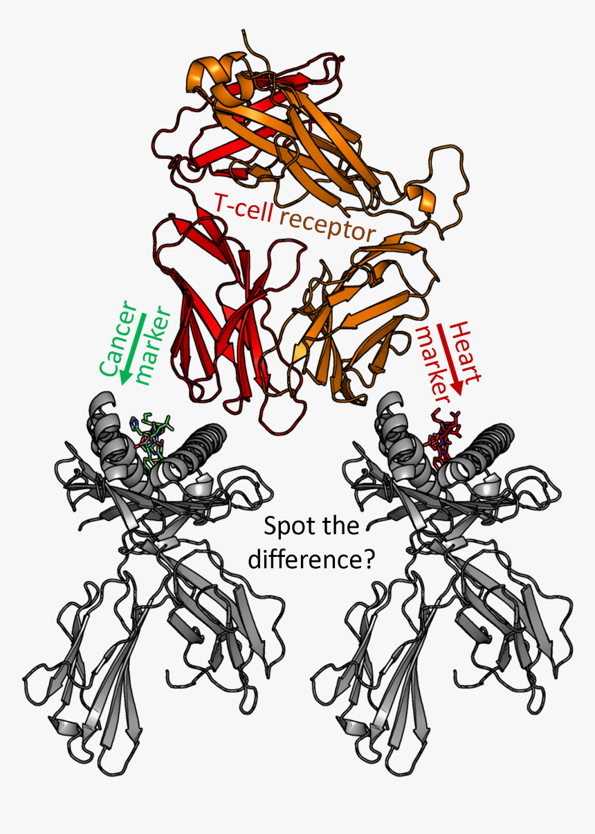 A Modified T-cell Receptor Attempting To Spot The Difference - Illustration, HD Png Download, Free Download