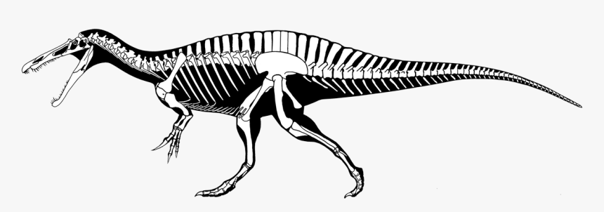 Spinosaurus Skeleton Drawing, HD Png Download, Free Download