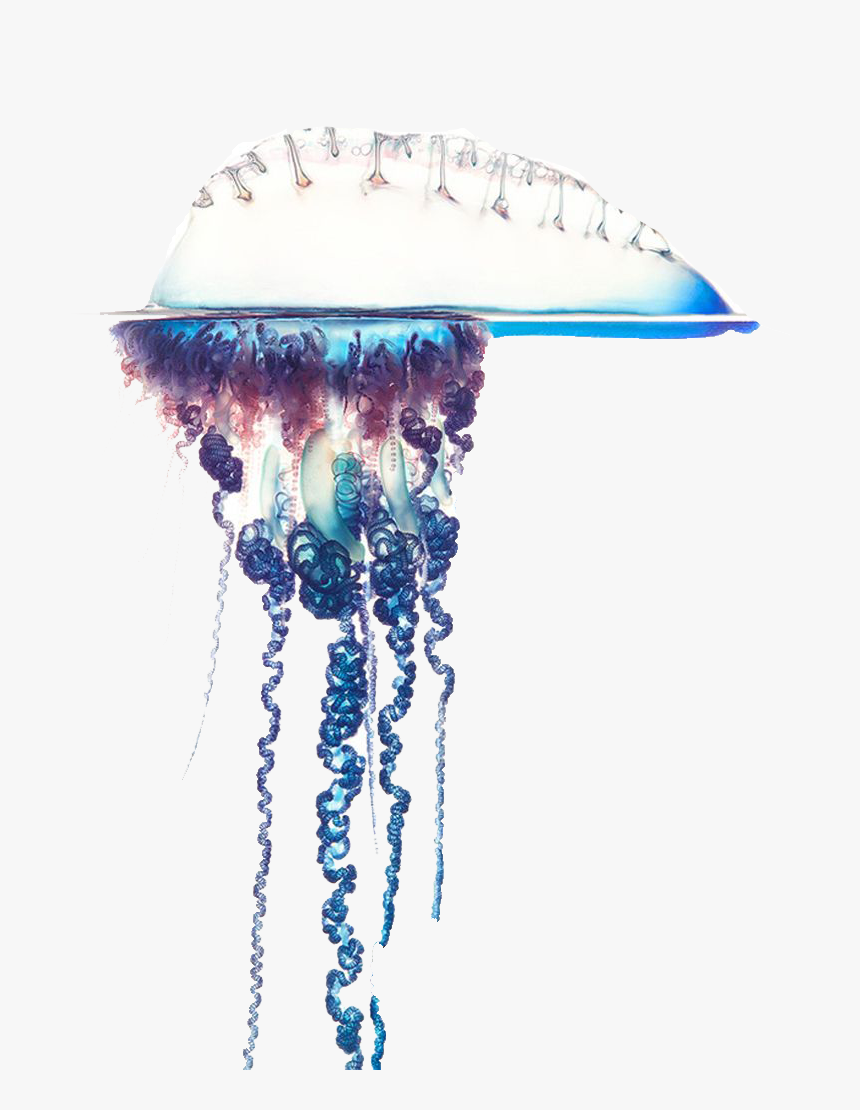 Transparent Jelly Fish Png - Man O War Catching Prey, Png Download, Free Download