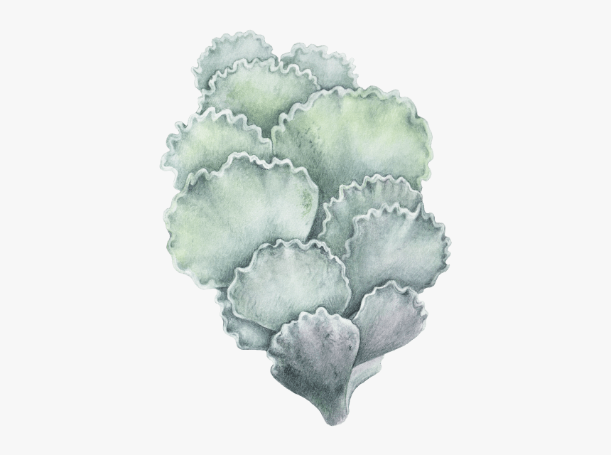 Echeveria, HD Png Download, Free Download