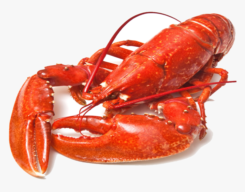 Comida De Mar Png , Png Download - Lobsters, Transparent Png, Free Download