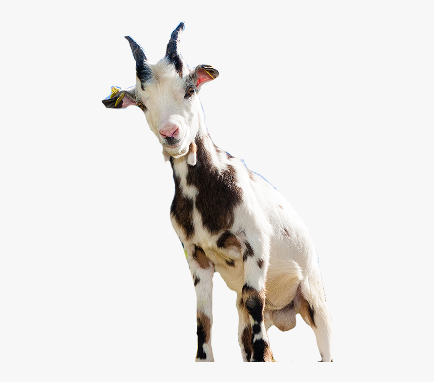 Goat Sheep Computer File - Clip Art, HD Png Download, Free Download