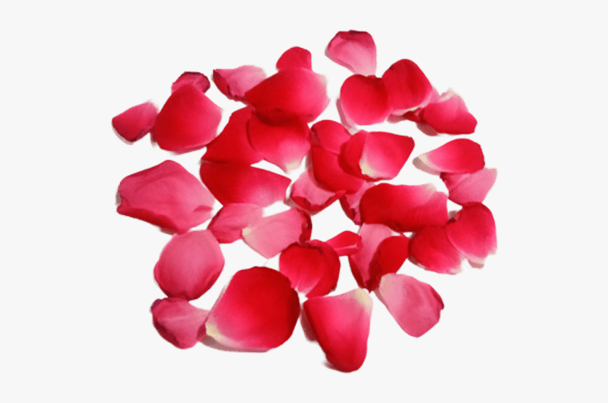 Red Rose Petal Leaf Transparent Png Background - Hydrangea, Png Download, Free Download