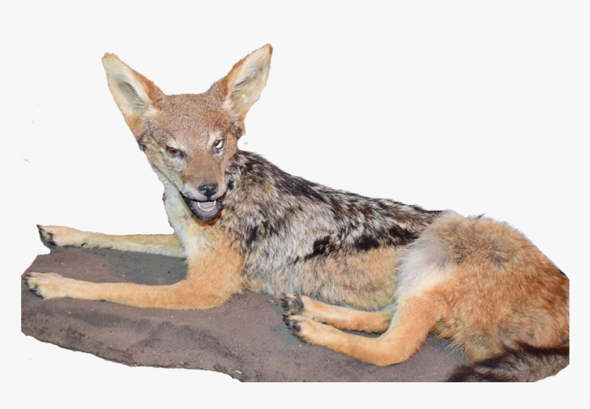 Jackal Full Mount Jfm - Coyote, HD Png Download, Free Download