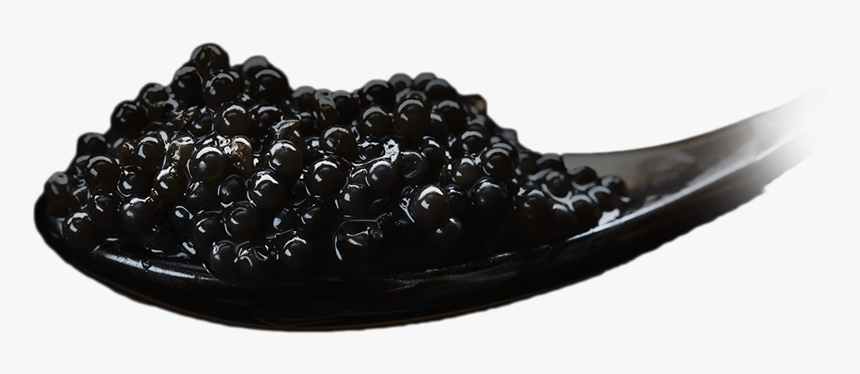 Frijoles Negros, HD Png Download, Free Download