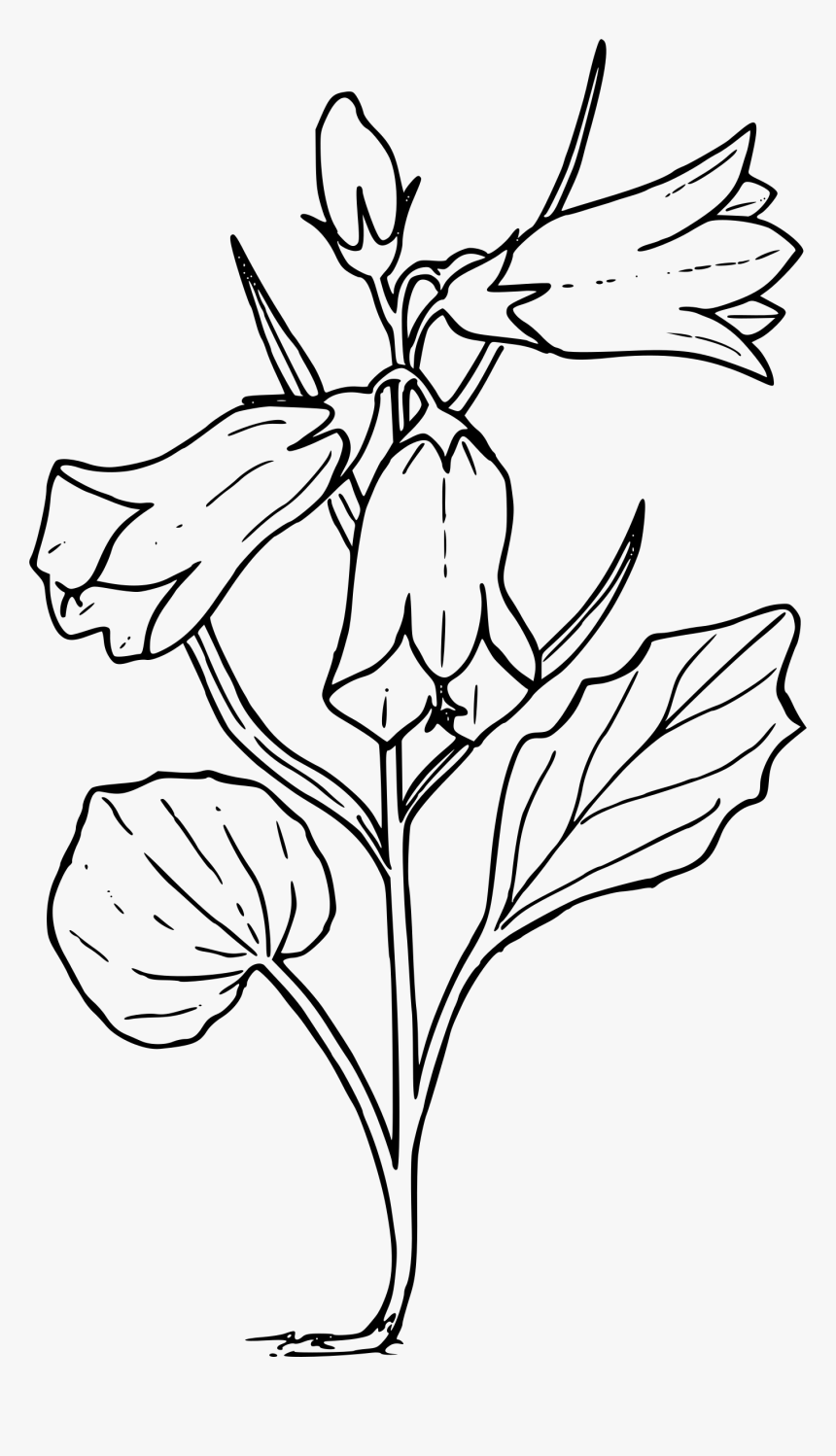 Scotch Bellflower Clip Arts - Bellflower Clipart, HD Png Download, Free Download