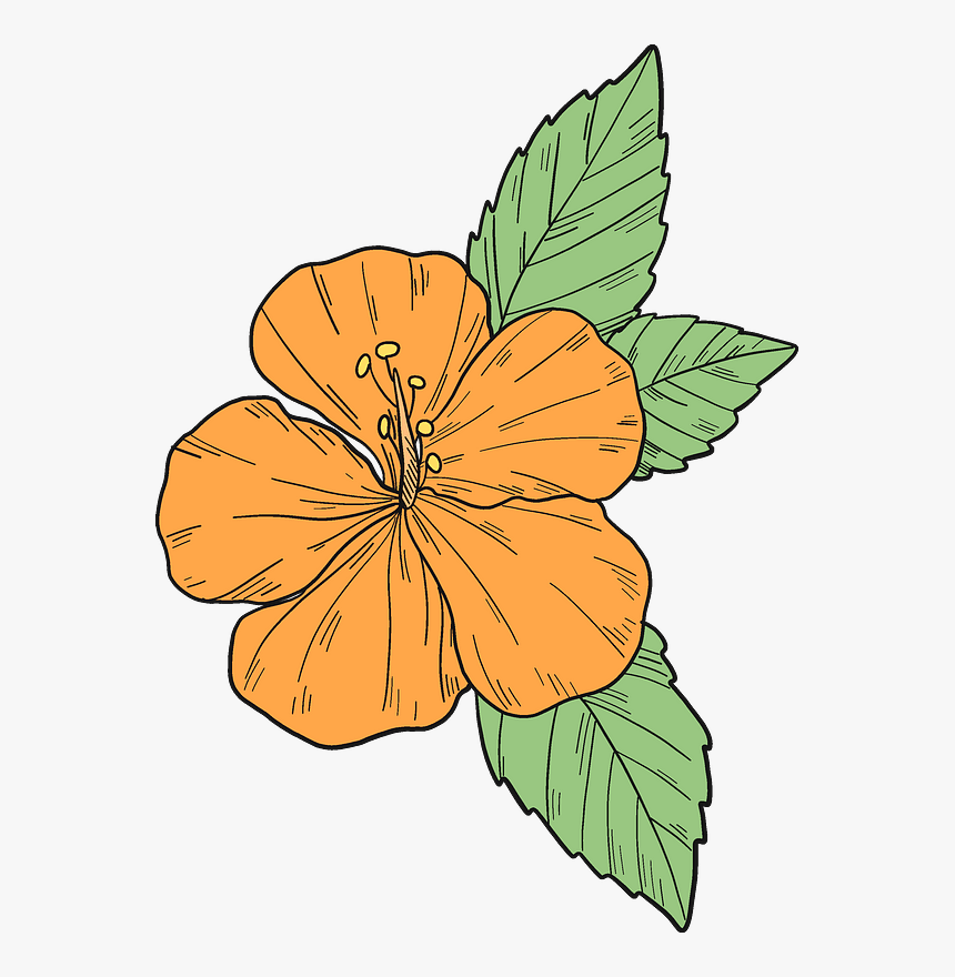Orange Hibiscus Flower Clipart - Hawaiian Hibiscus, HD Png Download, Free Download