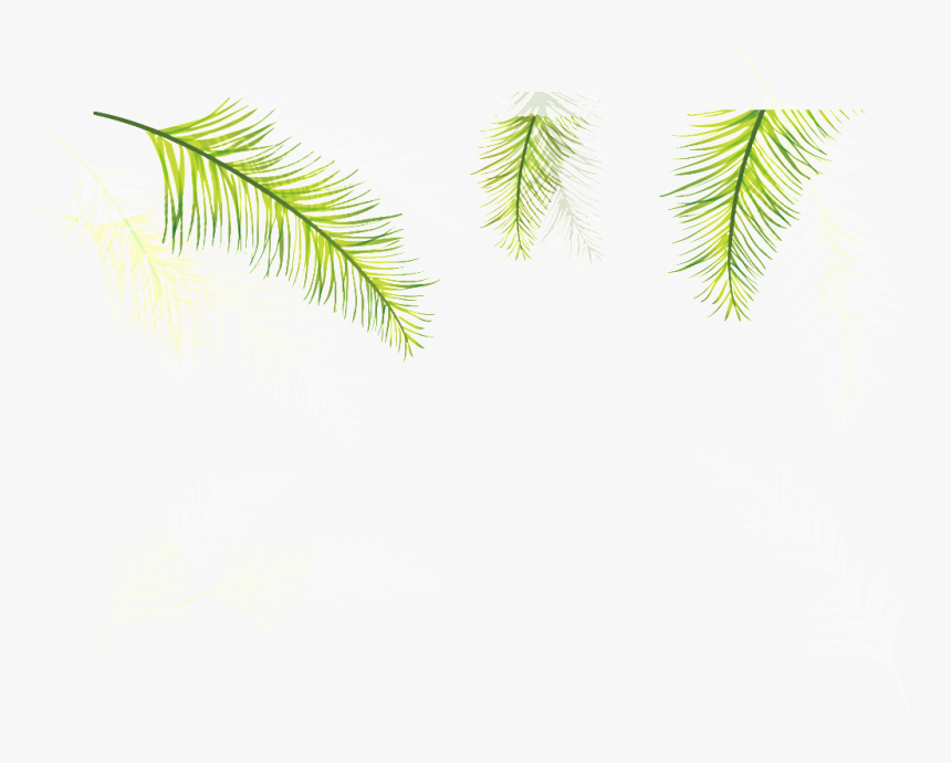 Three Coniferous Leaves Transparent Plant Vector - Attalea Speciosa, HD Png Download, Free Download