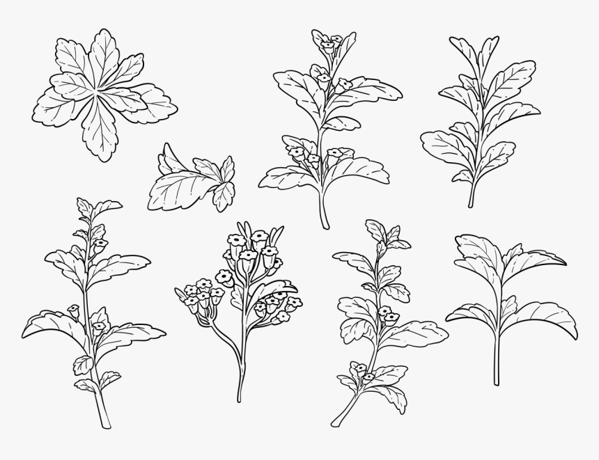 Free Hand Drawn Stevia Vector - Stevia Drawing Png, Transparent Png, Free Download