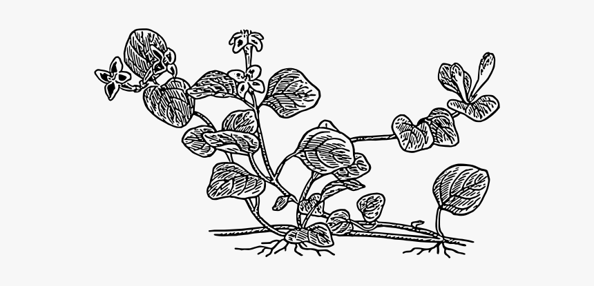 Partridge Berry Plant Vector Graphics - Line Art, HD Png Download, Free Download