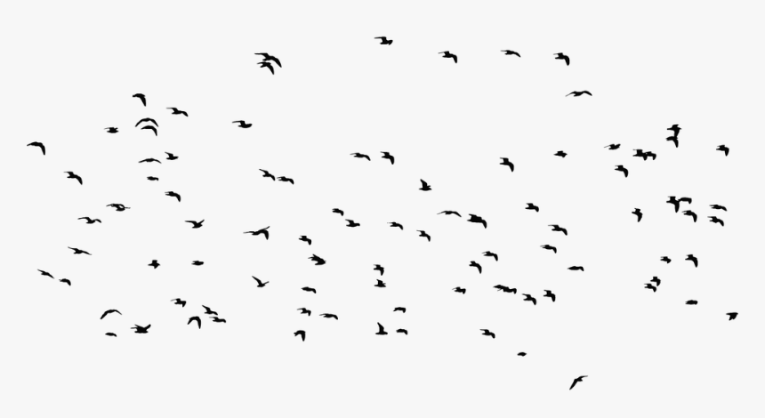 Flock, HD Png Download, Free Download