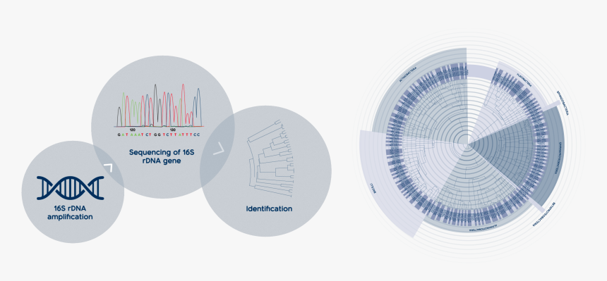 Circle, HD Png Download, Free Download