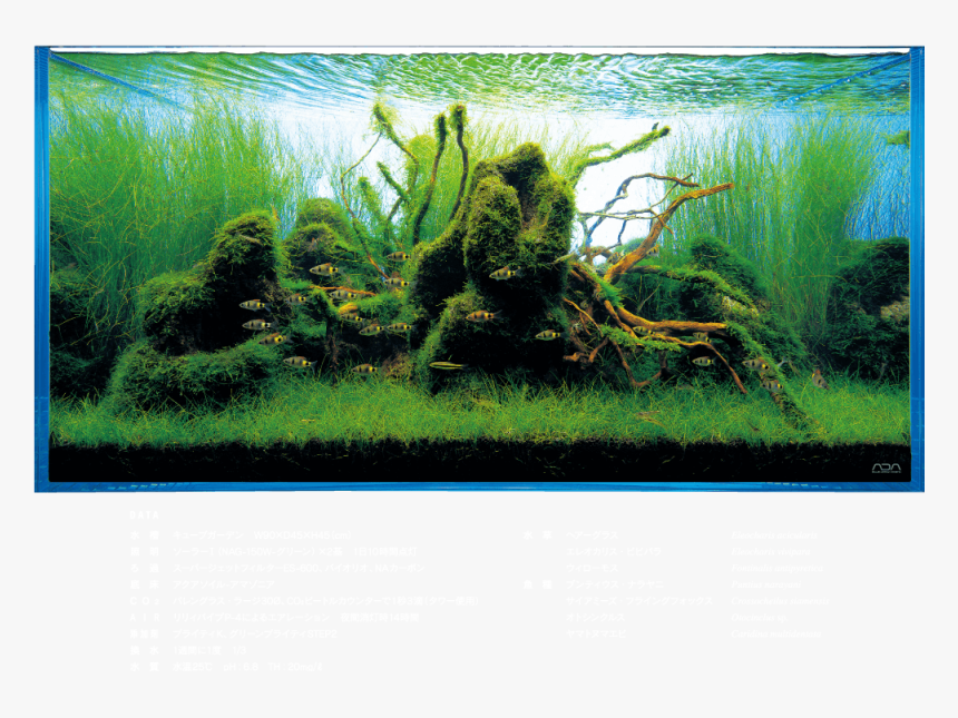 Freshwater Aquarium , Png Download, Transparent Png, Free Download