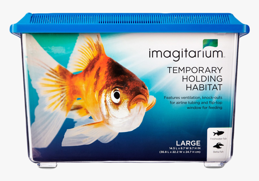 Transparent Beta Fish Png - Aquarium, Png Download, Free Download