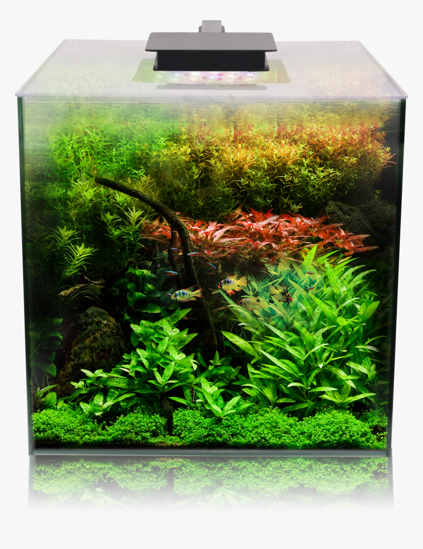 Fluval Flora Aquarium, HD Png Download, Free Download