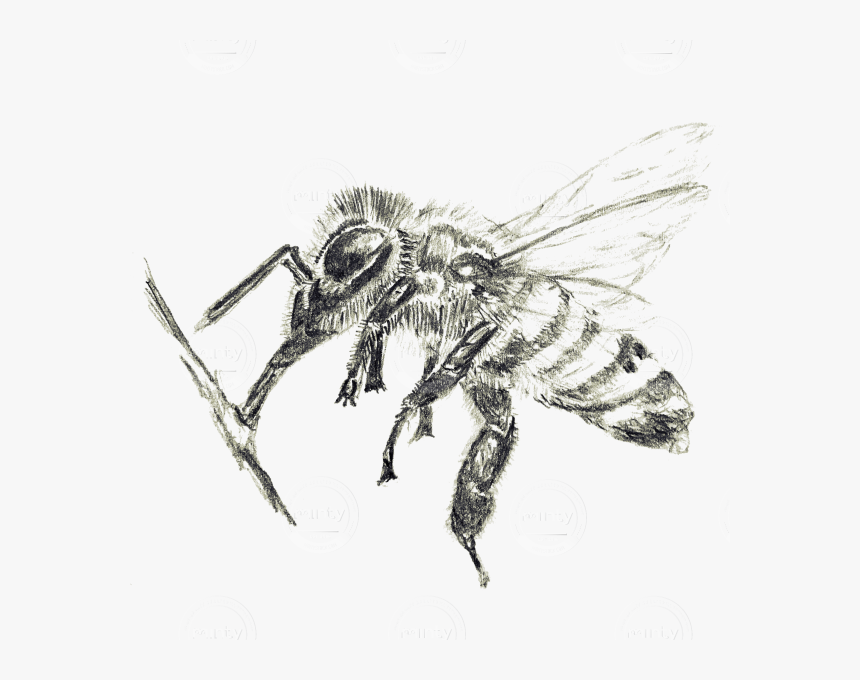 Bee Drawn With Pencil - House Fly, HD Png Download, Free Download