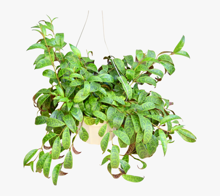 Transparent Hanging Ivy Png - Houseplant, Png Download, Free Download