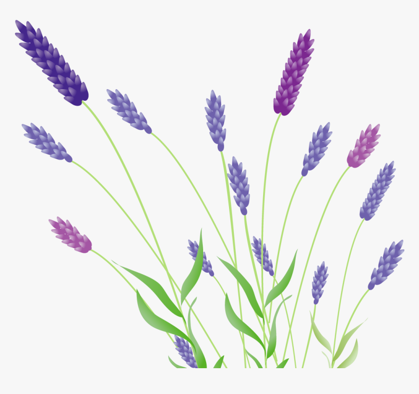 , Lavender, Image V - French Lavender, HD Png Download, Free Download