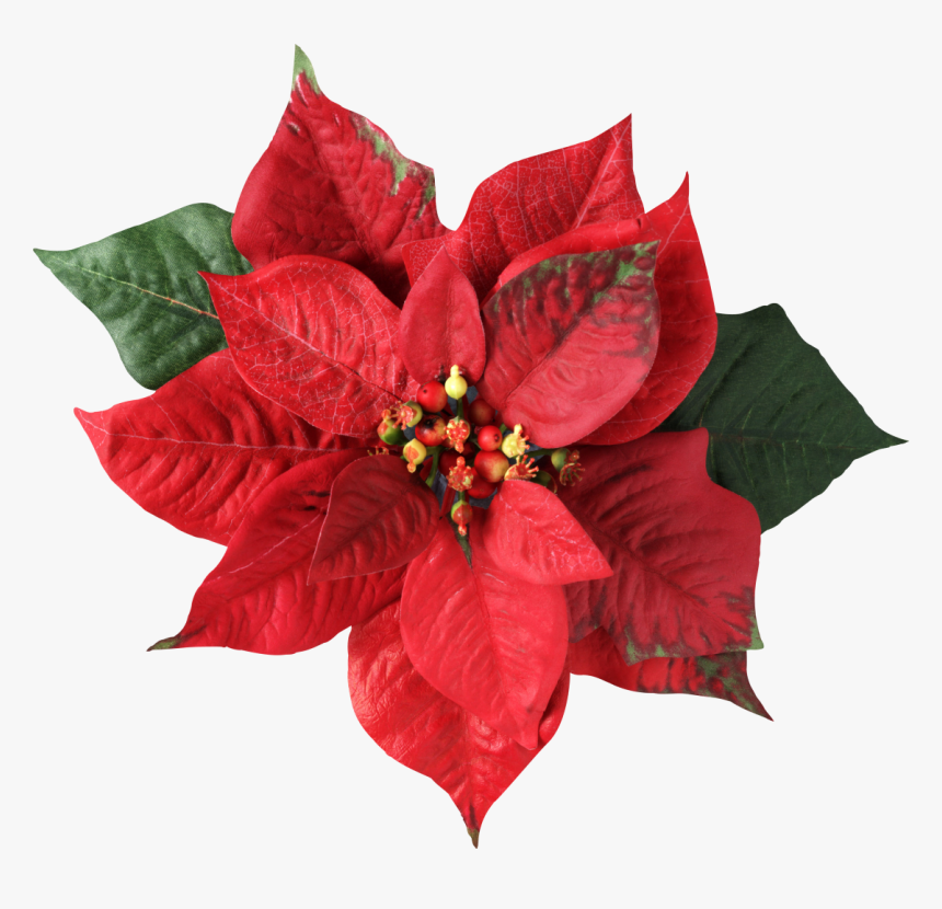 Poinsettia Christmas Decoration Flower Joulukukka - Christmas Flower, HD Png Download, Free Download