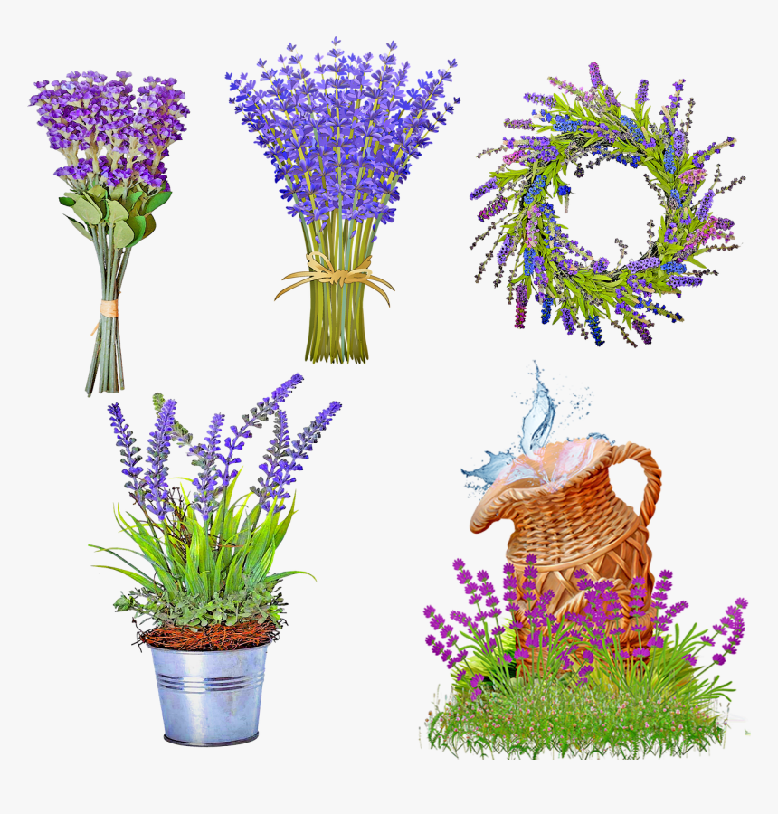 Lavender Plant Png, Transparent Png, Free Download