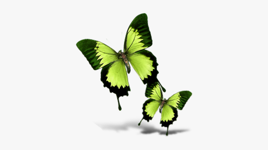 Butterfly, HD Png Download, Free Download