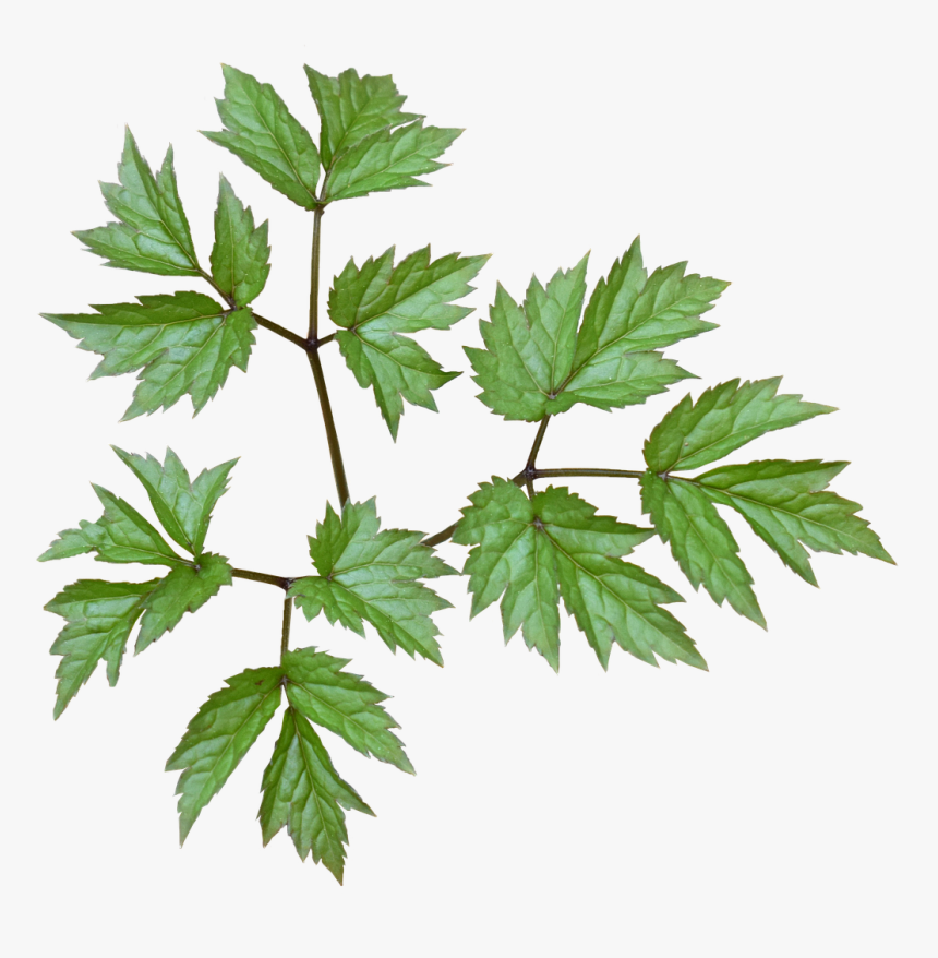 Green Leaves Plant Green Leaf Free Photo - Grønne Blade Png, Transparent Png, Free Download