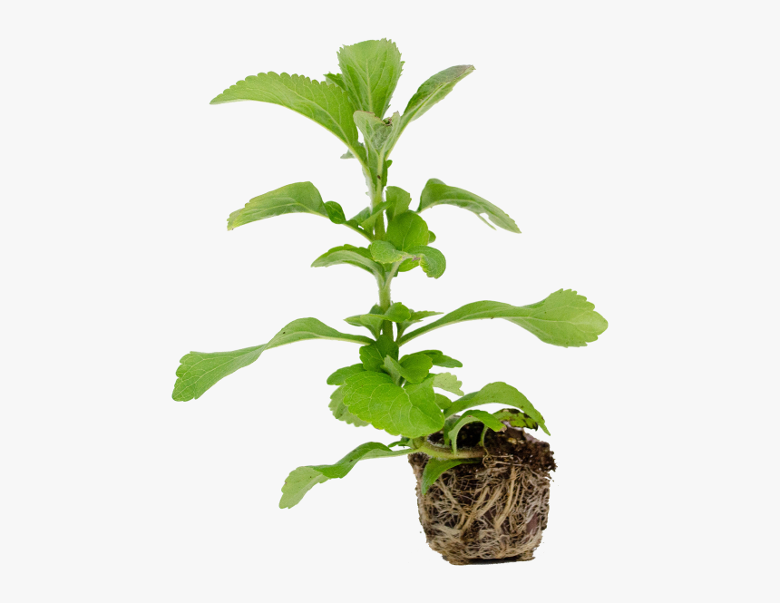 Flowerpot, HD Png Download, Free Download