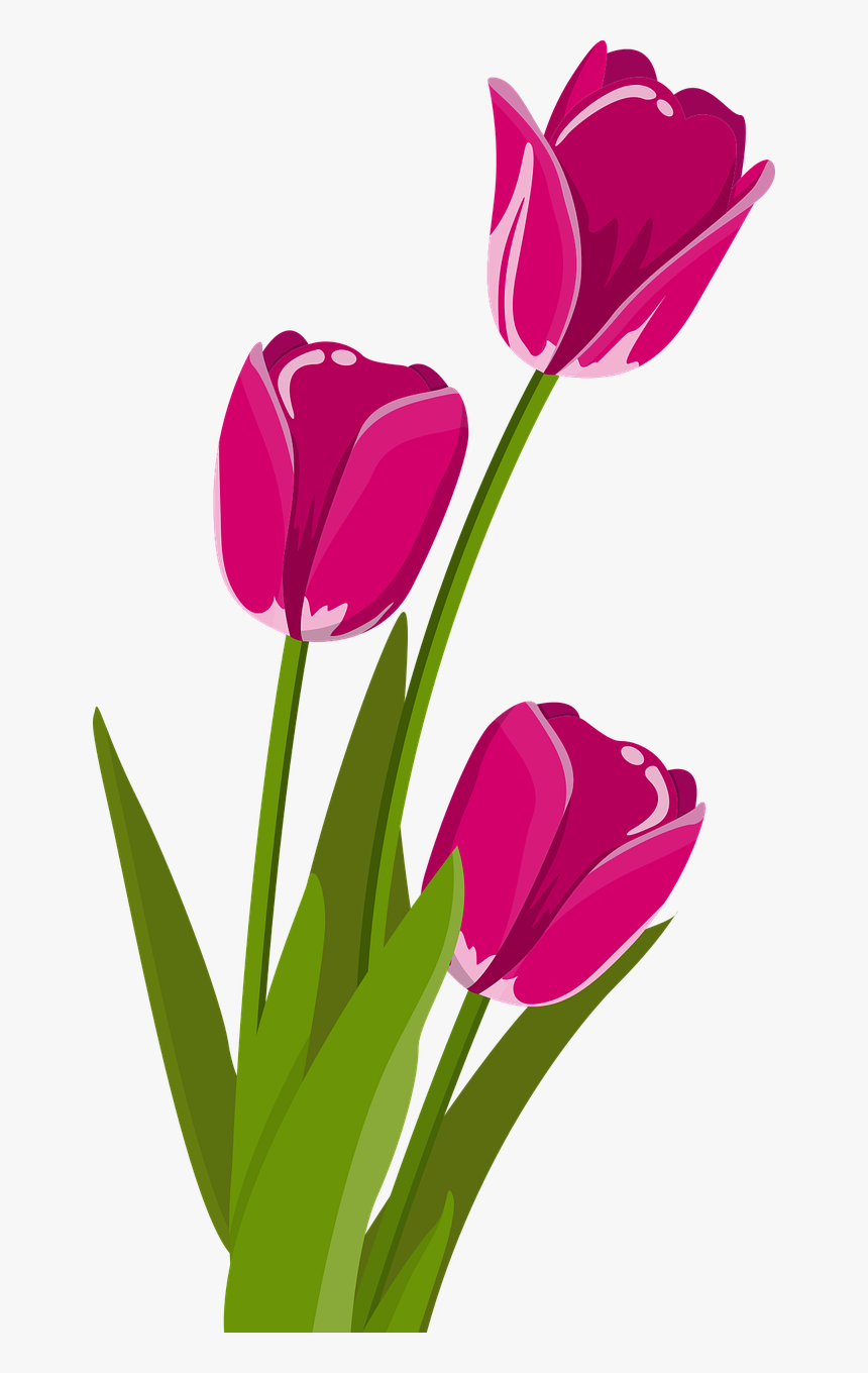 Bunga Tulip Vektor - Bunga Vektor Png, Transparent Png - kindpng