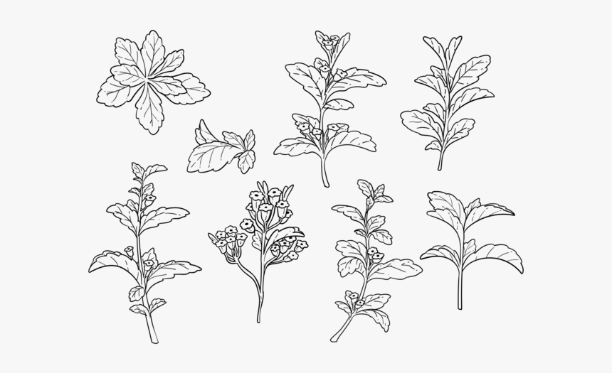 Free Hand Drawn Stevia Vector - Stevia Planta Para Colorear, HD Png Download, Free Download